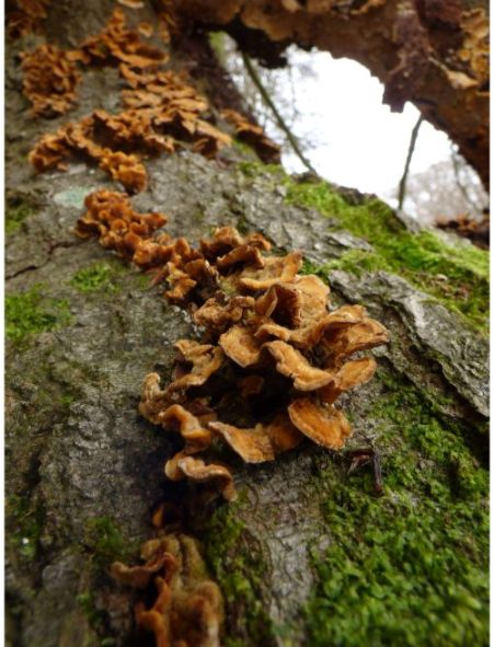 Fruit bodies on beech in the New Forest, UK.
